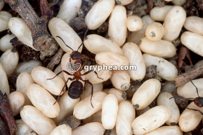 Fourmis rousses - Nourrice et couvain (Formica rufa) - gryphea.org